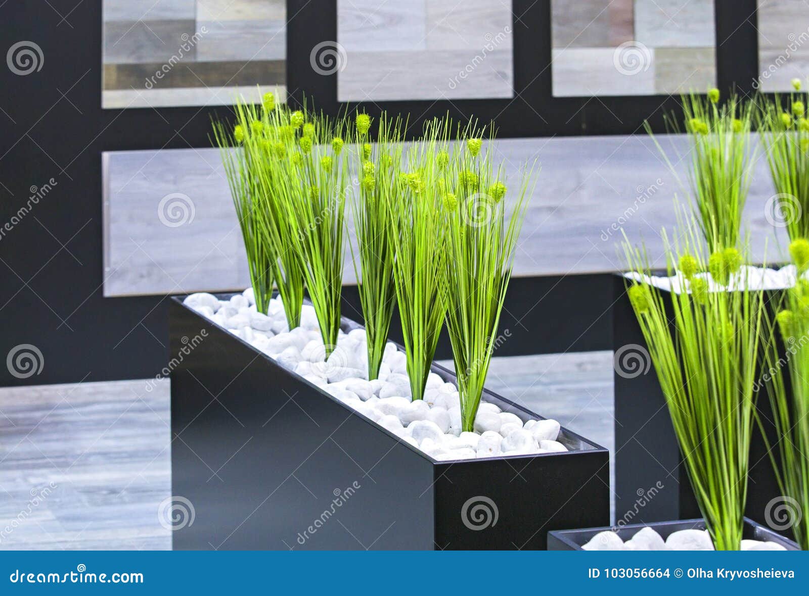 Office Decor Green Plants in a Black Rectangular Pot Stock Photo Image of design, home 103056664