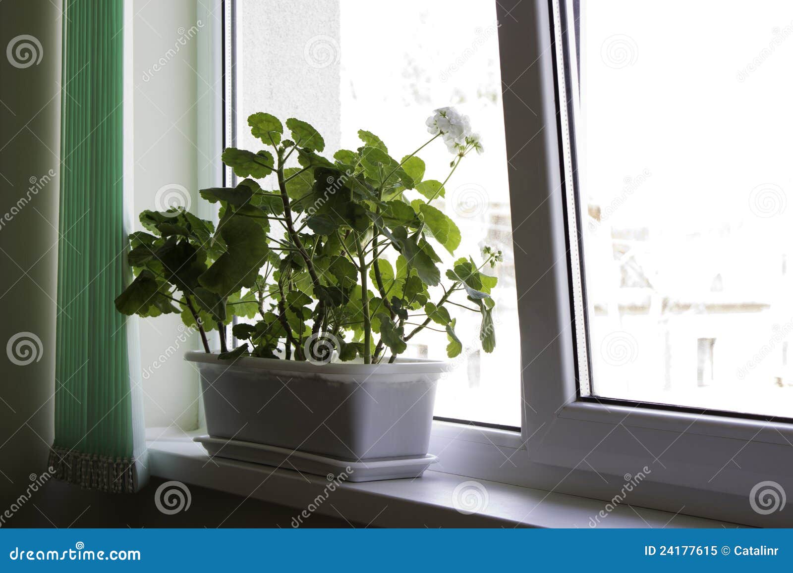 Office flower pot stock image. Image of leaf, modern 24177615