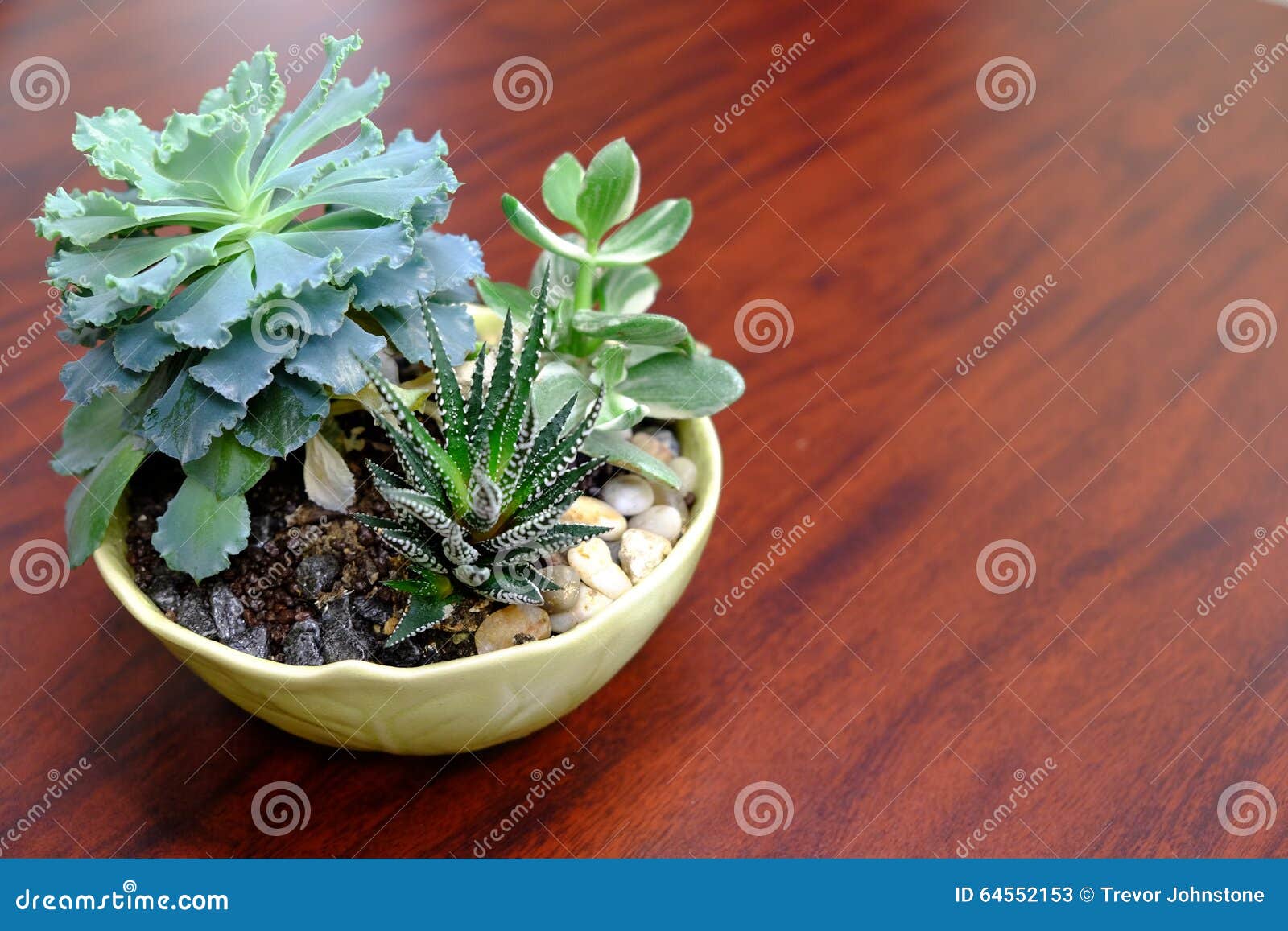 Office Succulent Plant stock image. Image of pebbles 64552153