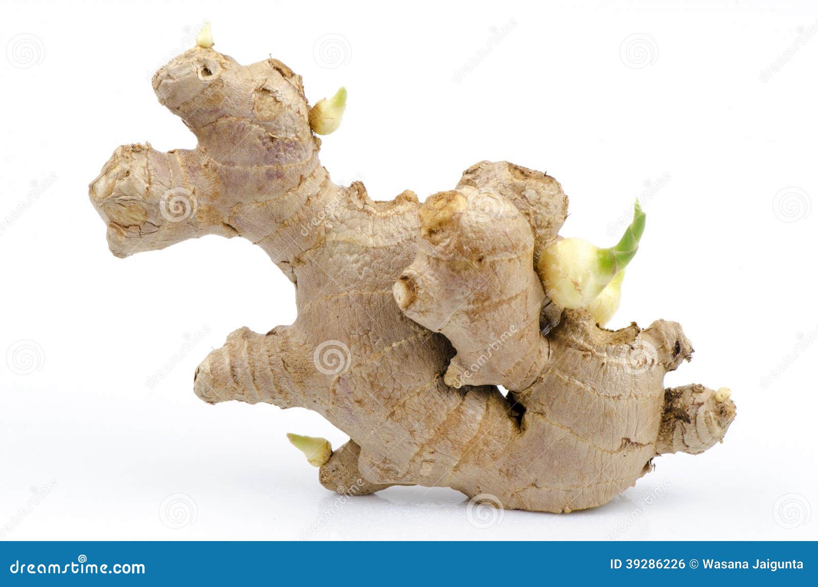Officinale del Zingiber foto de archivo. Imagen de condimento 39286226