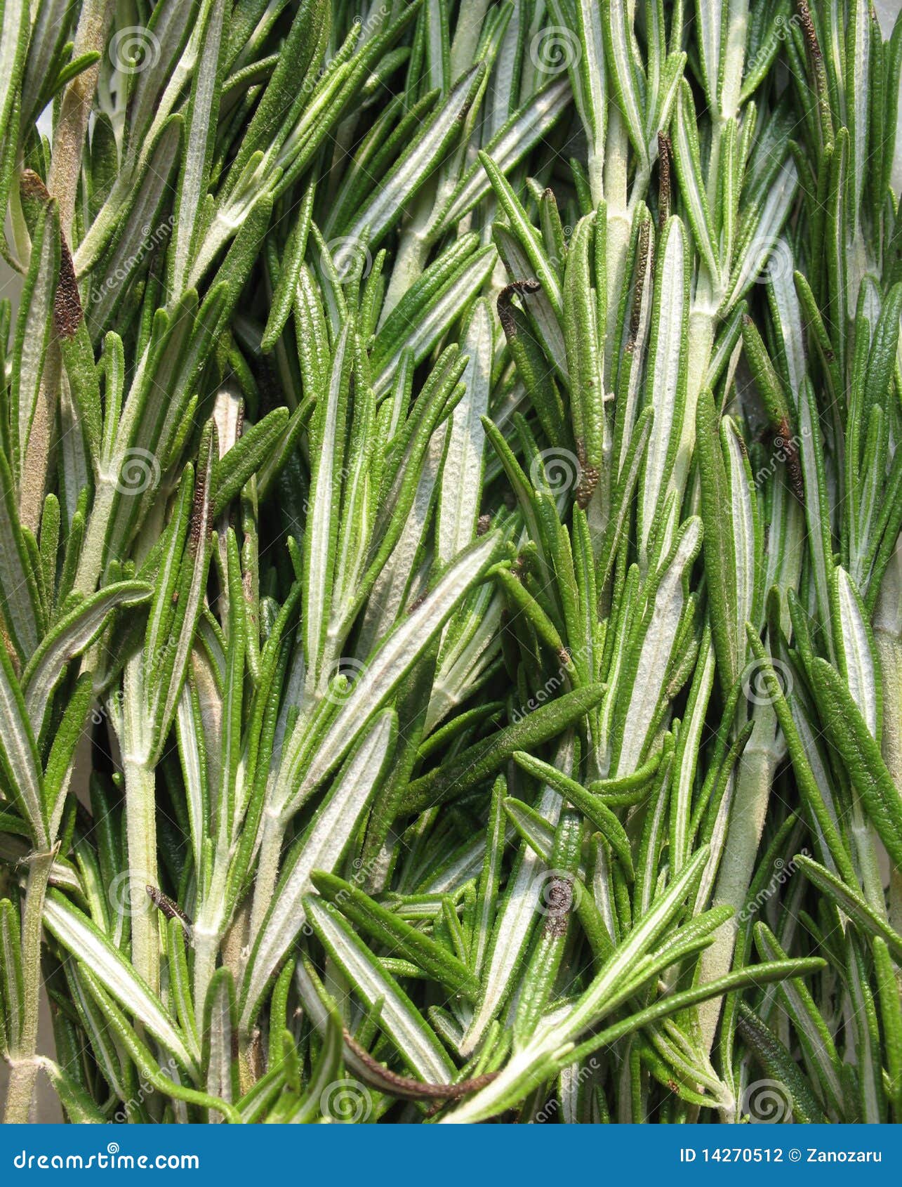 Officinalisrosmarinrosmarinus. Rosmarinus för rosmarinar för officinalis för bakgrundsfamiljlamiaceae