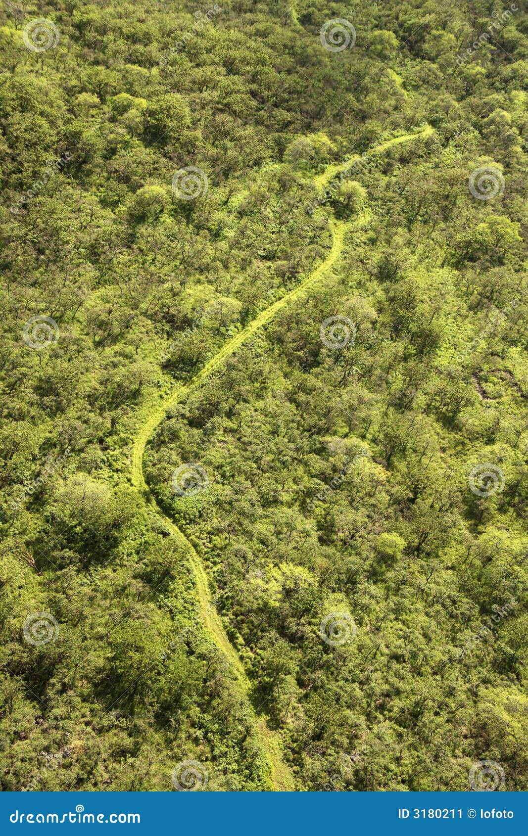 Offroad Trail through Forest. Stock Image Image of 060407a0065