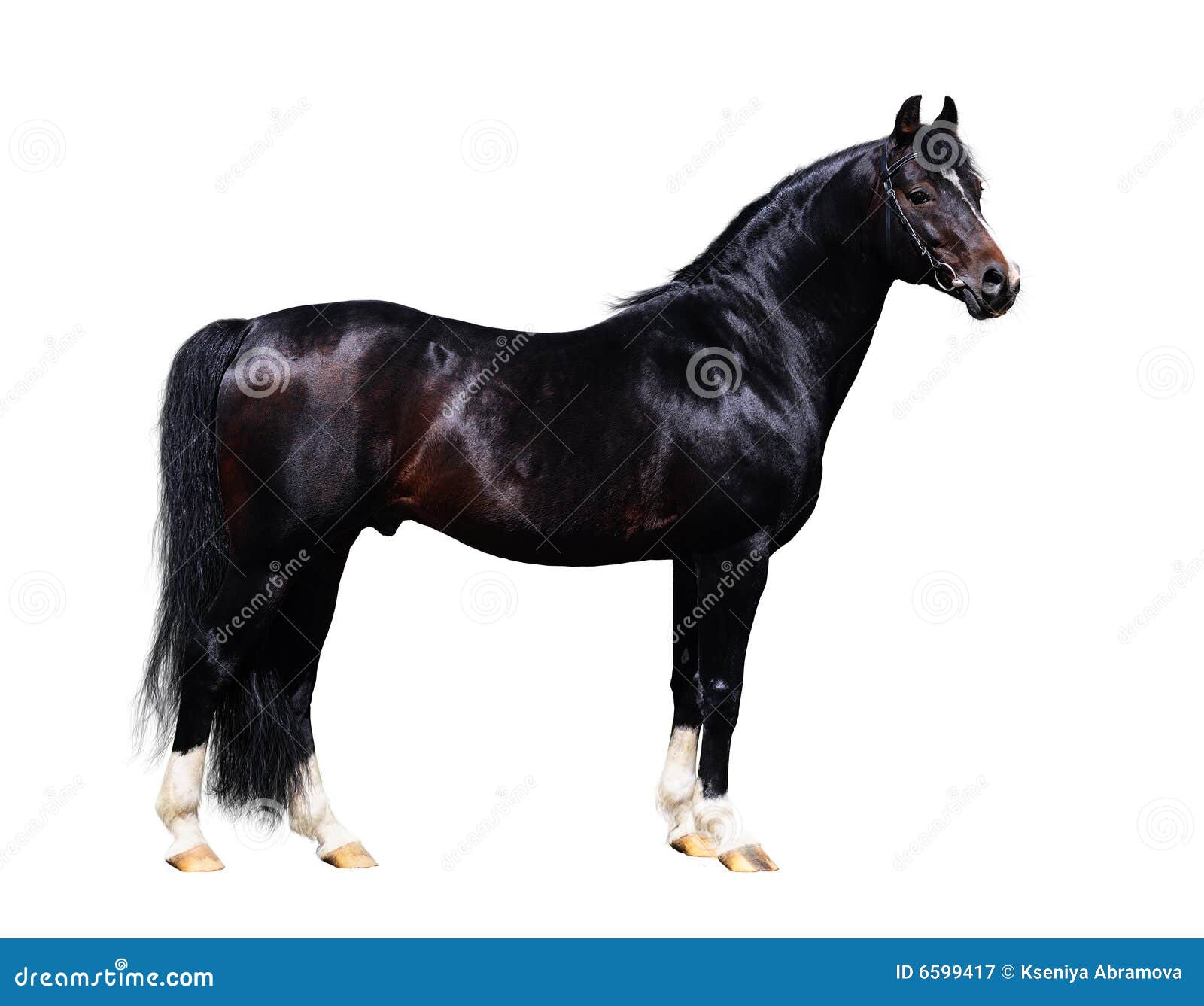 Ogiera czarny formularzowy koński trakehner. Czarny formularzowego konia odosobniony ogiera trakehner biel