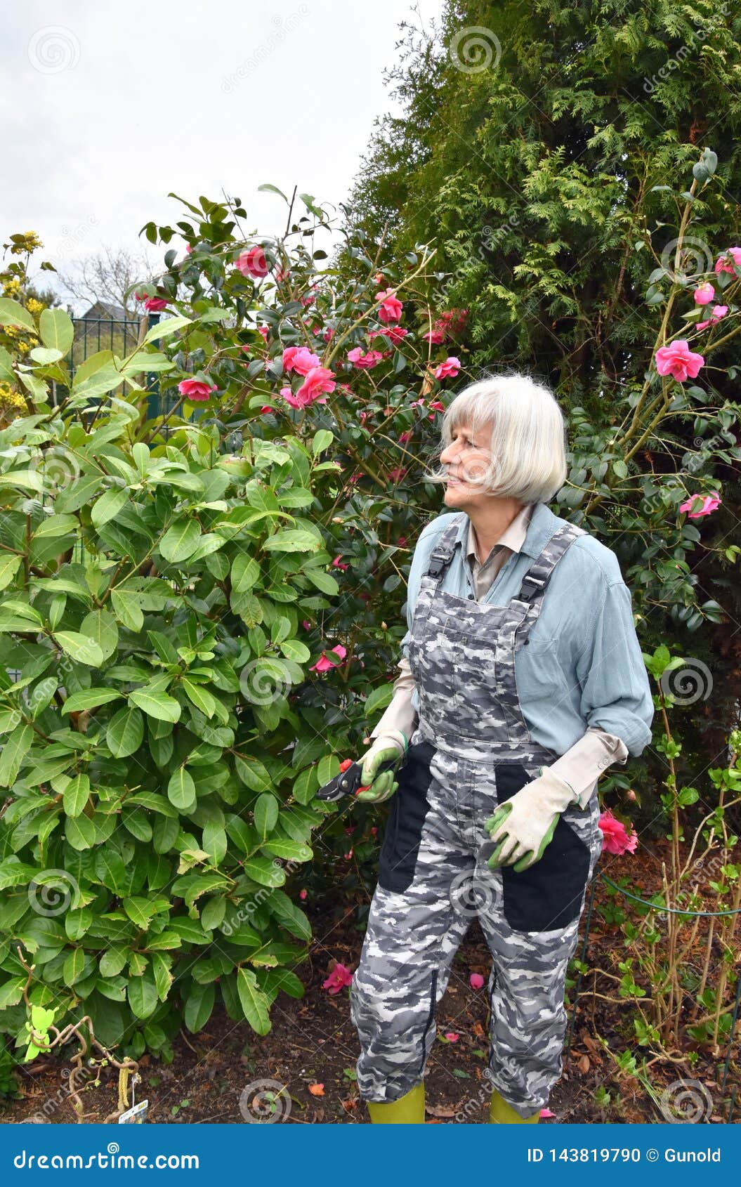 Ogrodnictwo, hobby starsza kobieta. Aktywna szczęśliwa starsza kobieta ciie krzaki, pracuje, i rośliny w ona ogrodowa