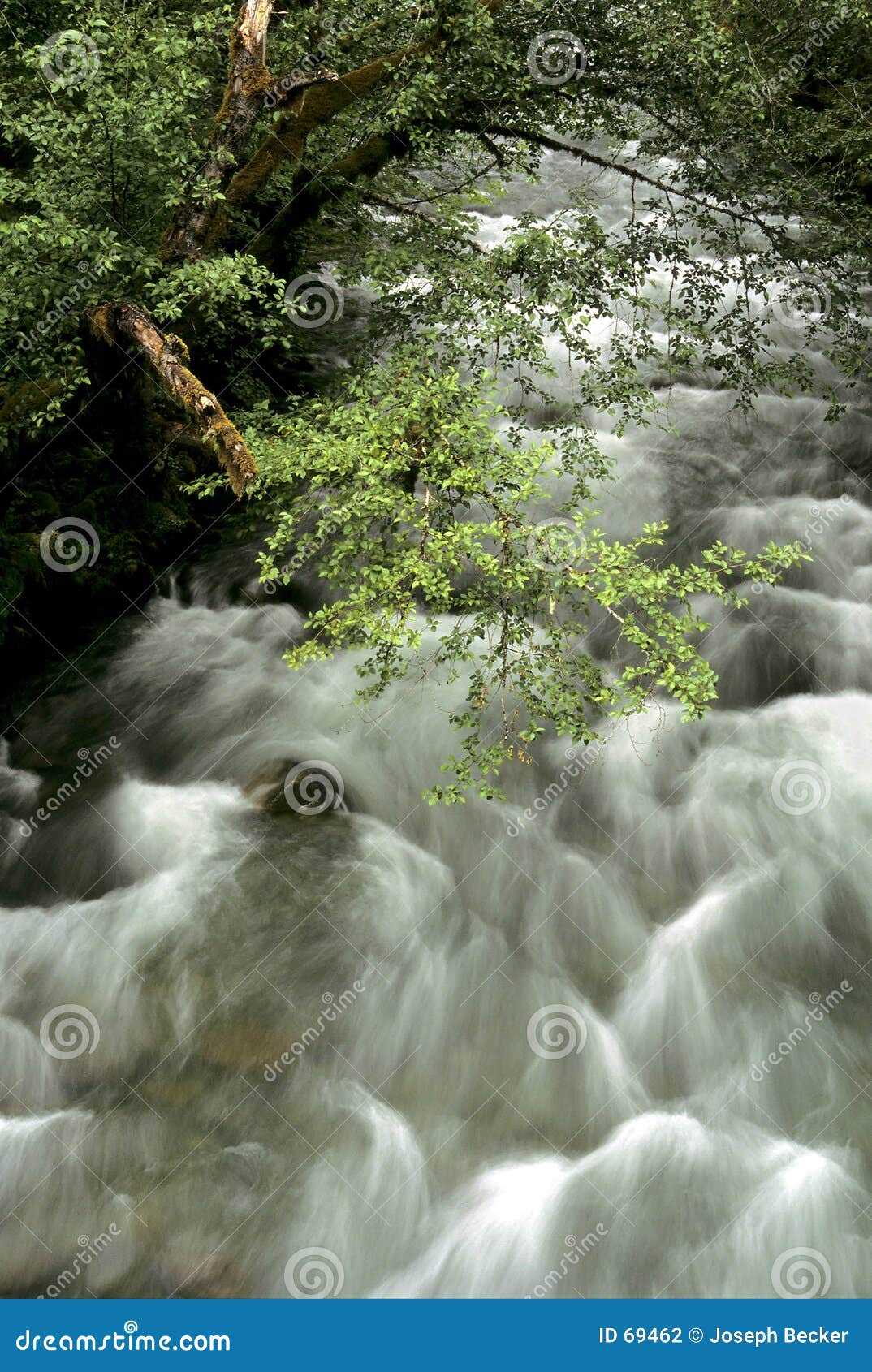 ohanapocosh river at la wis wis