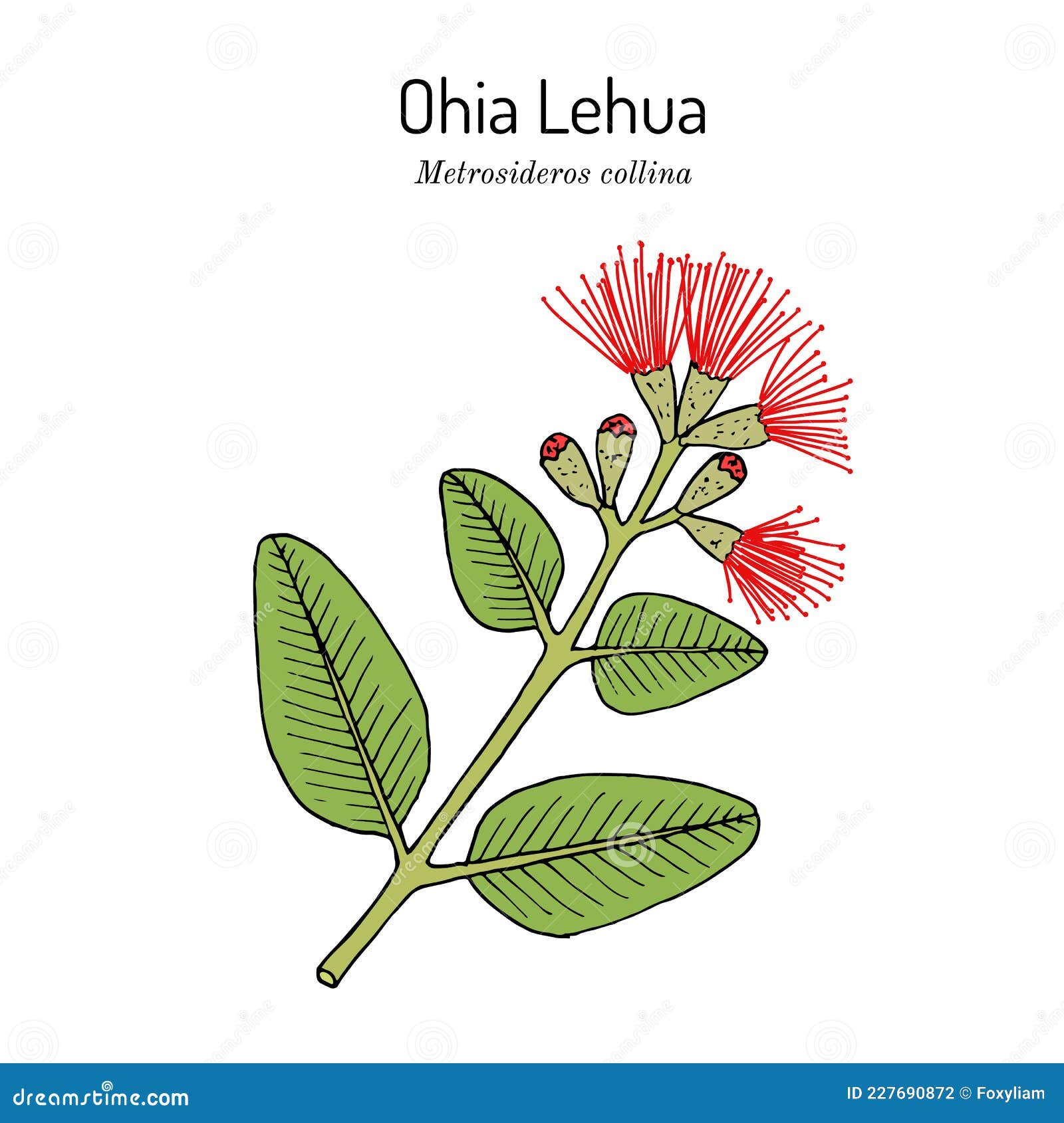 ohia lehua metrosideros macropus m. collina , state flower of hawaii