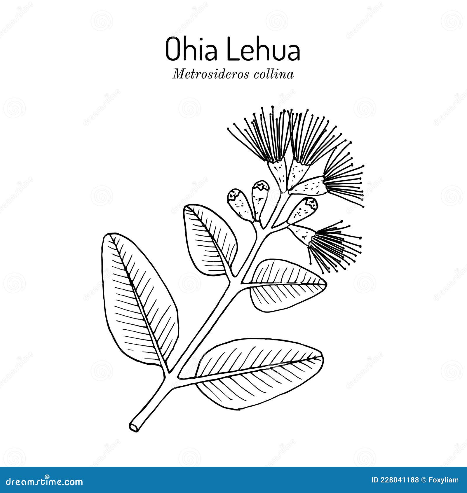 ohia lehua metrosideros macropus m. collina , state flower of hawaii