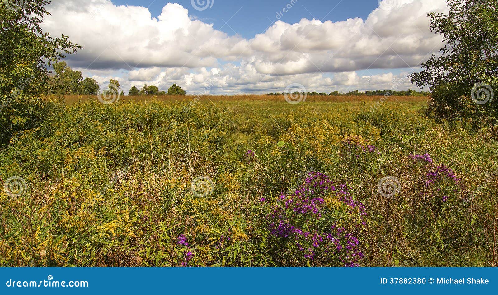 Ohio Prairie stock photo. Image of nature, wildflowers 37882380