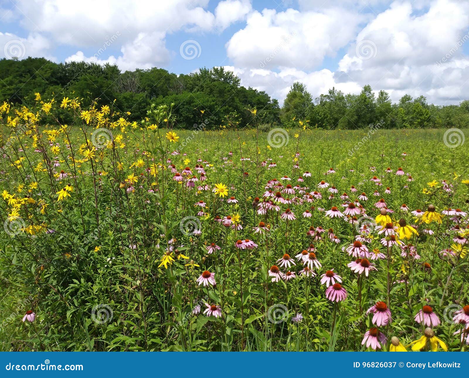 Ohio Wildflower Field stock image. Image of wildflower 96826037