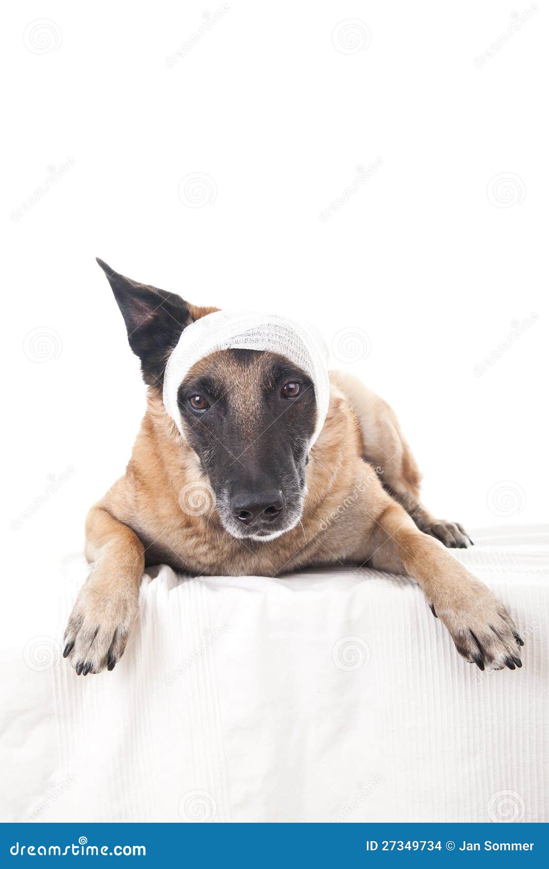 Ohr oder Kopfverband stockfoto. Bild von bargeld, sheepdog 27349734