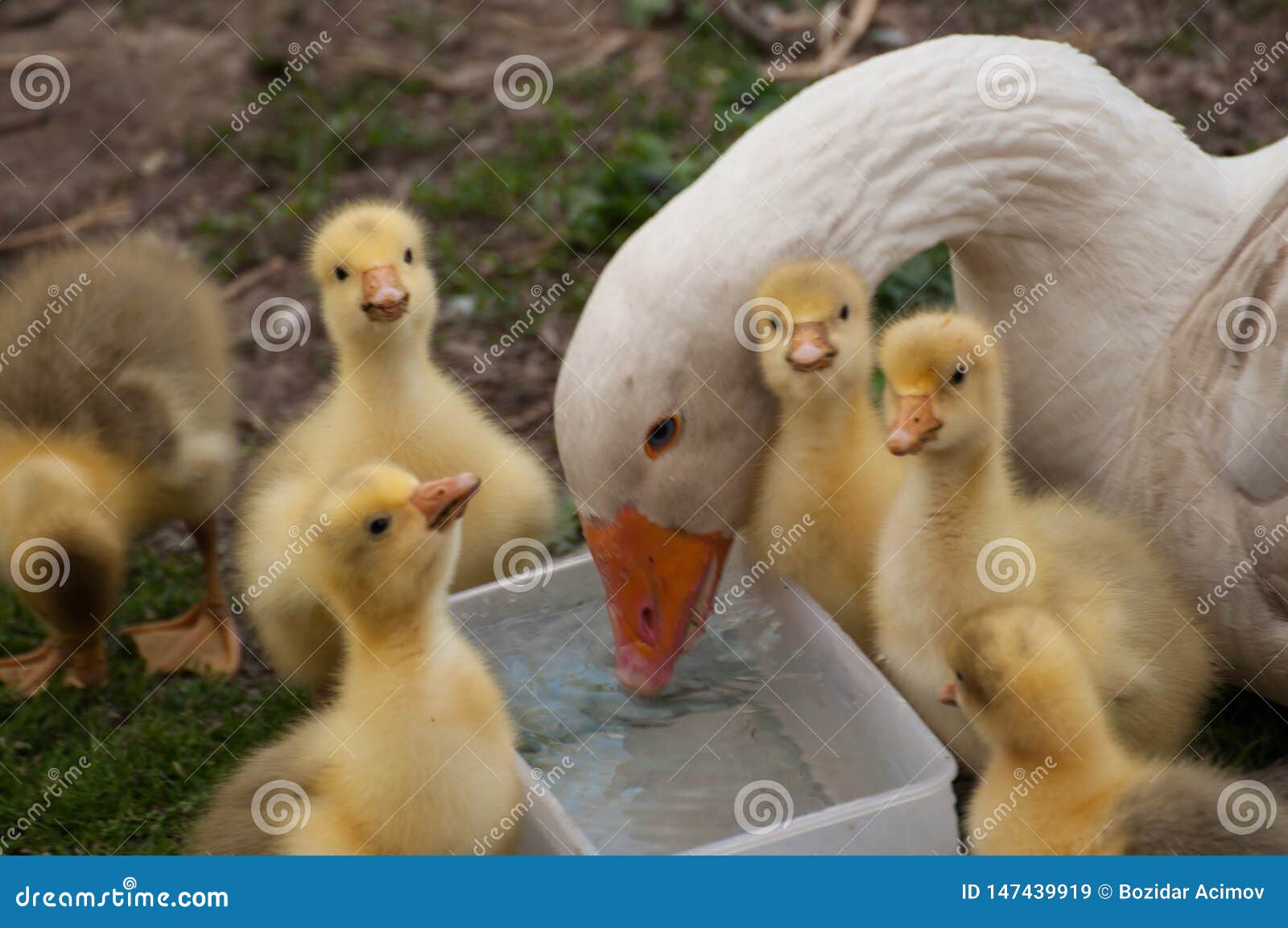 Oie Blanche Avec Les Petits Animaux Jaunes Dans La Cour Animal Domestique Ext Rieur Image Stock Image Du Groupe Famille Oie Blanche Avec Les Petits Animaux Jaunes Dans La Cour Animal Domestique Ext Rieur Image Stock Image Du Groupe Famille