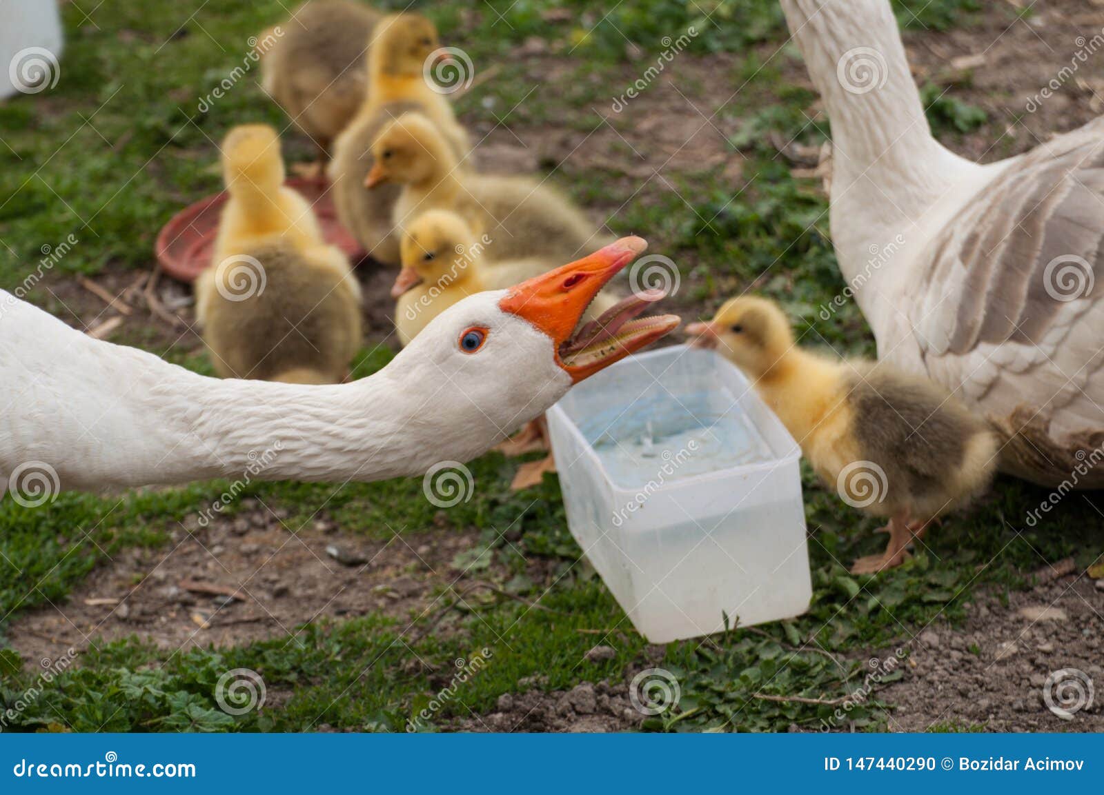 Oie Blanche Avec Les Petits Animaux Jaunes Dans La Cour Animal Domestique Ext Rieur Photo Stock Image Du Exterieur Angelique Oie Blanche Avec Les Petits Animaux Jaunes Dans La Cour Animal Domestique Ext Rieur Photo Stock Image Du Exterieur Angelique