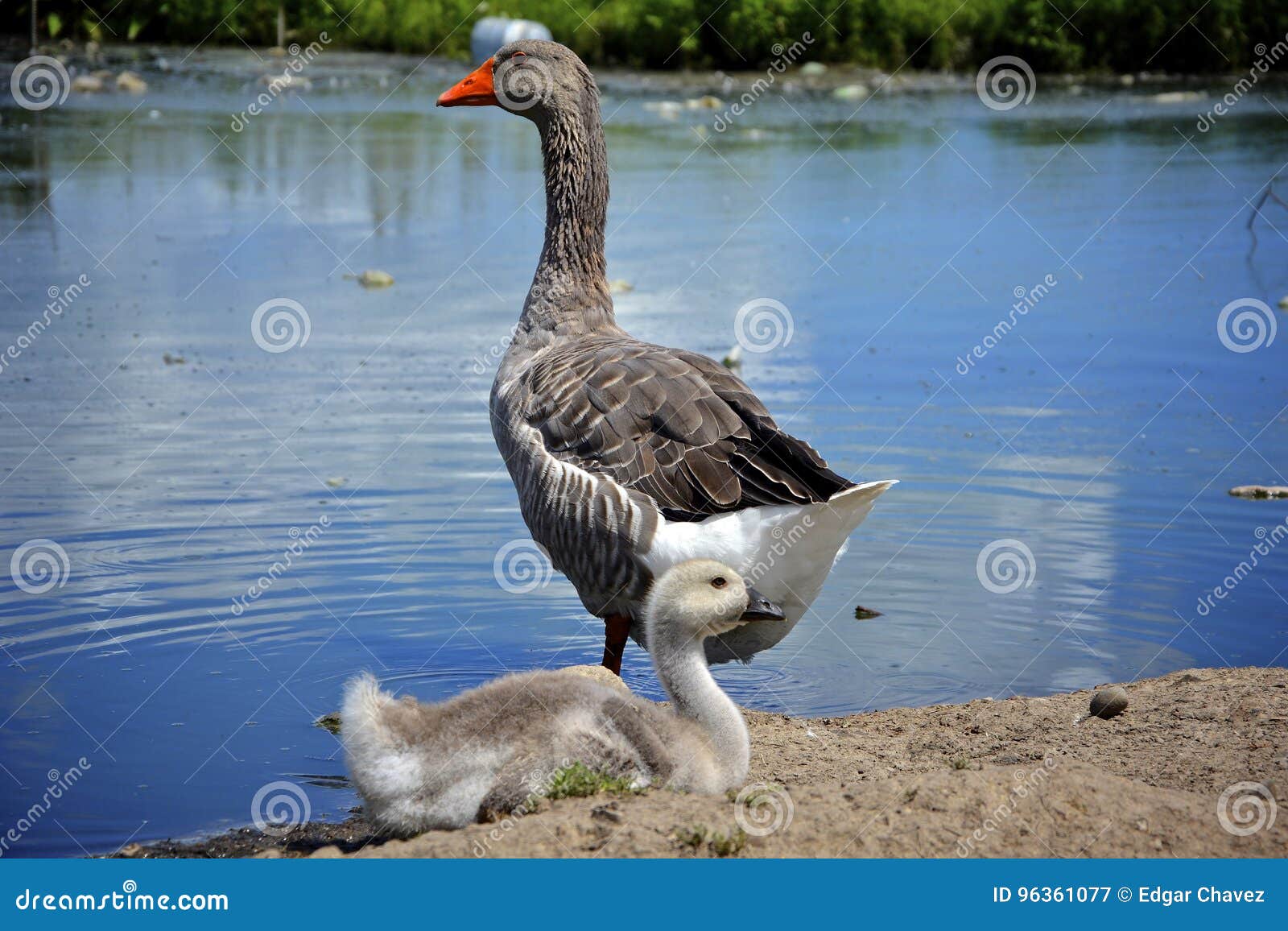 Oie Et Mere Arrieres De Bebe De Gris Image Stock Image Du Pose Cheri Oie Et Mere Arrieres De Bebe De Gris Image Stock Image Du Pose Cheri
