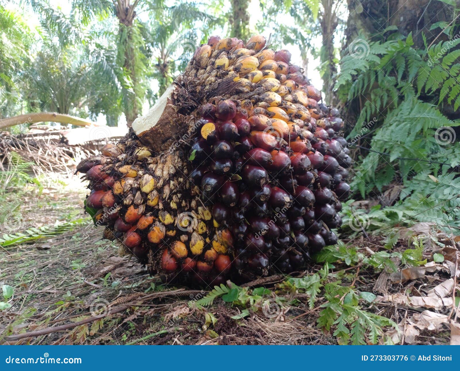 Oil Palm Fresh Fruit Bunches Stock Photo Image of palm, fruit 273303776