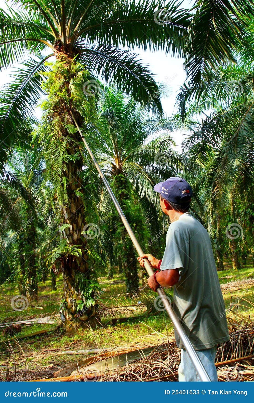  Oil  Palm  Harvesting editorial stock photo Image of asia 