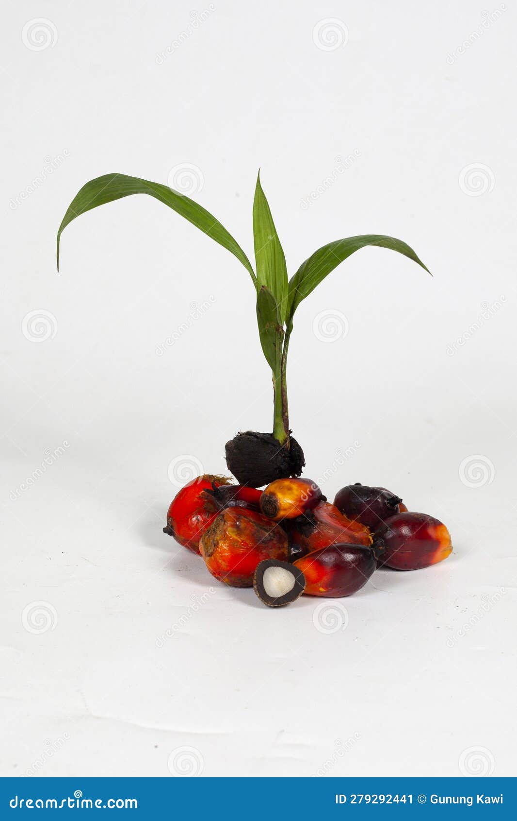 Oil Palm Plantations on a White Background Stock Image Image of