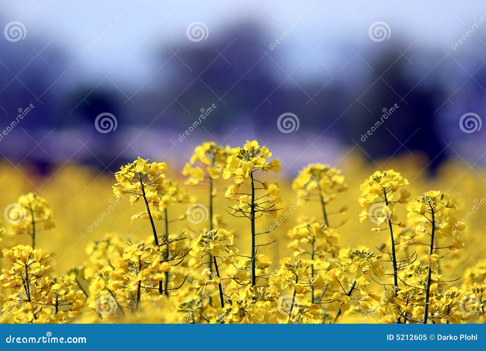 Oil Brassica napus L stock image. Image of brassica 5212605