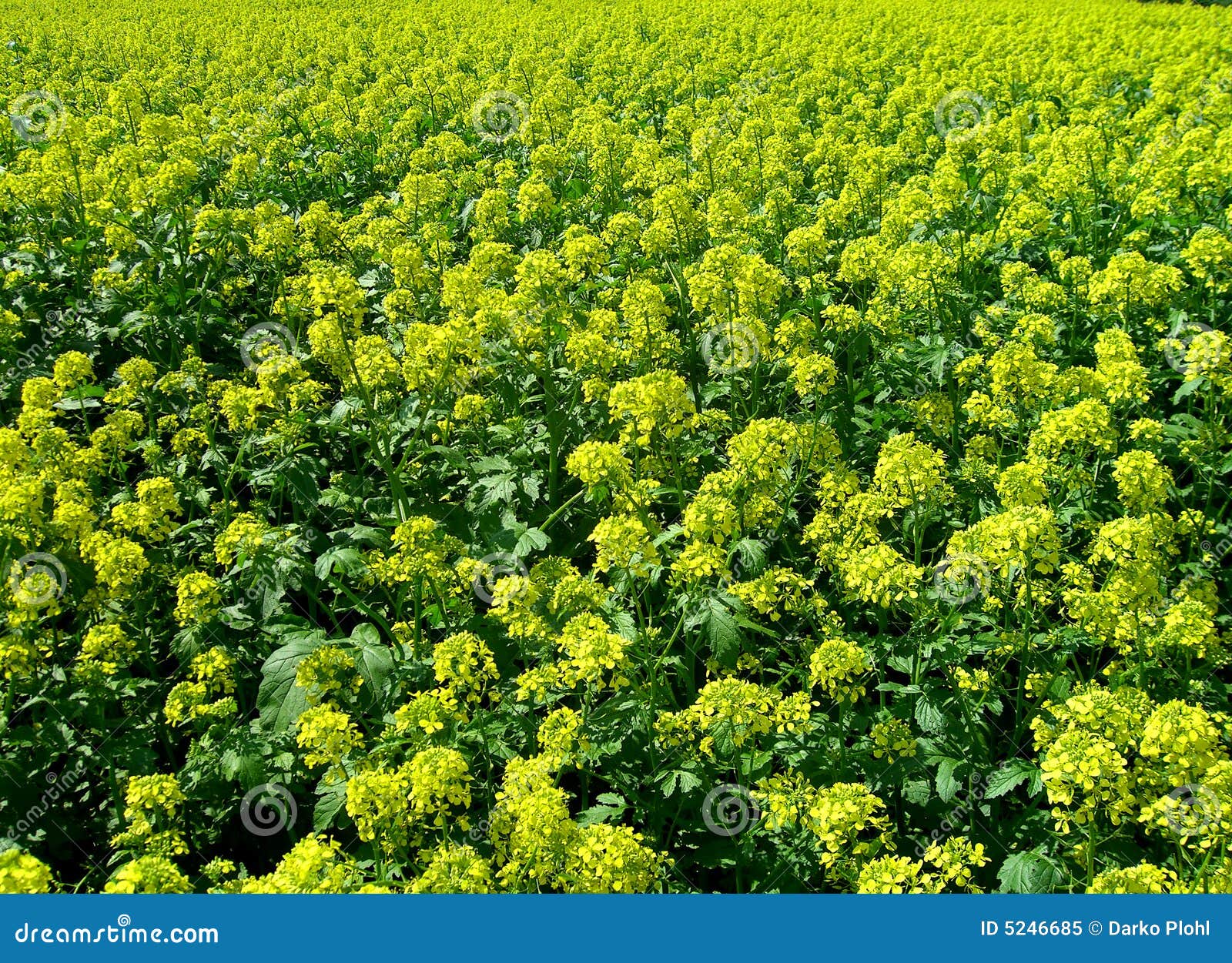 Oil Brassica napus L stock image. Image of flower, brassica 5246685