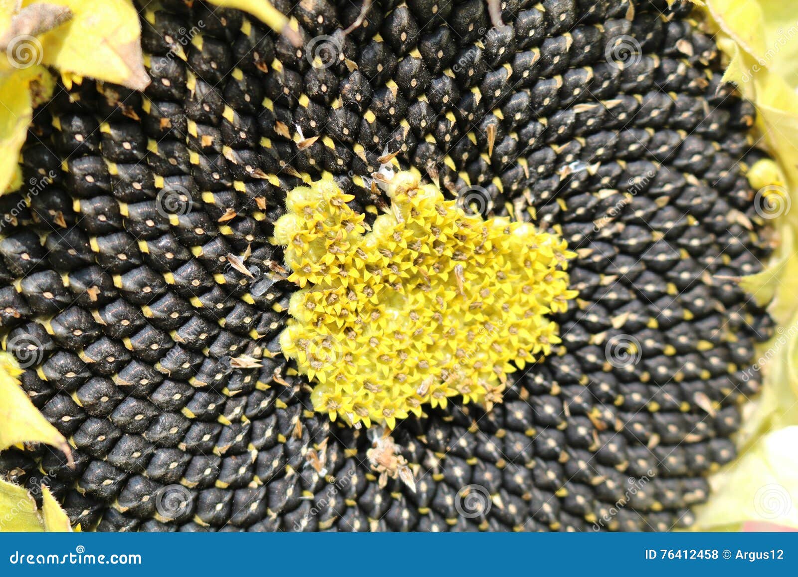 Oil Seed Sunflower (Helianthus) Stock Photo - Image of asteraceae, food ...