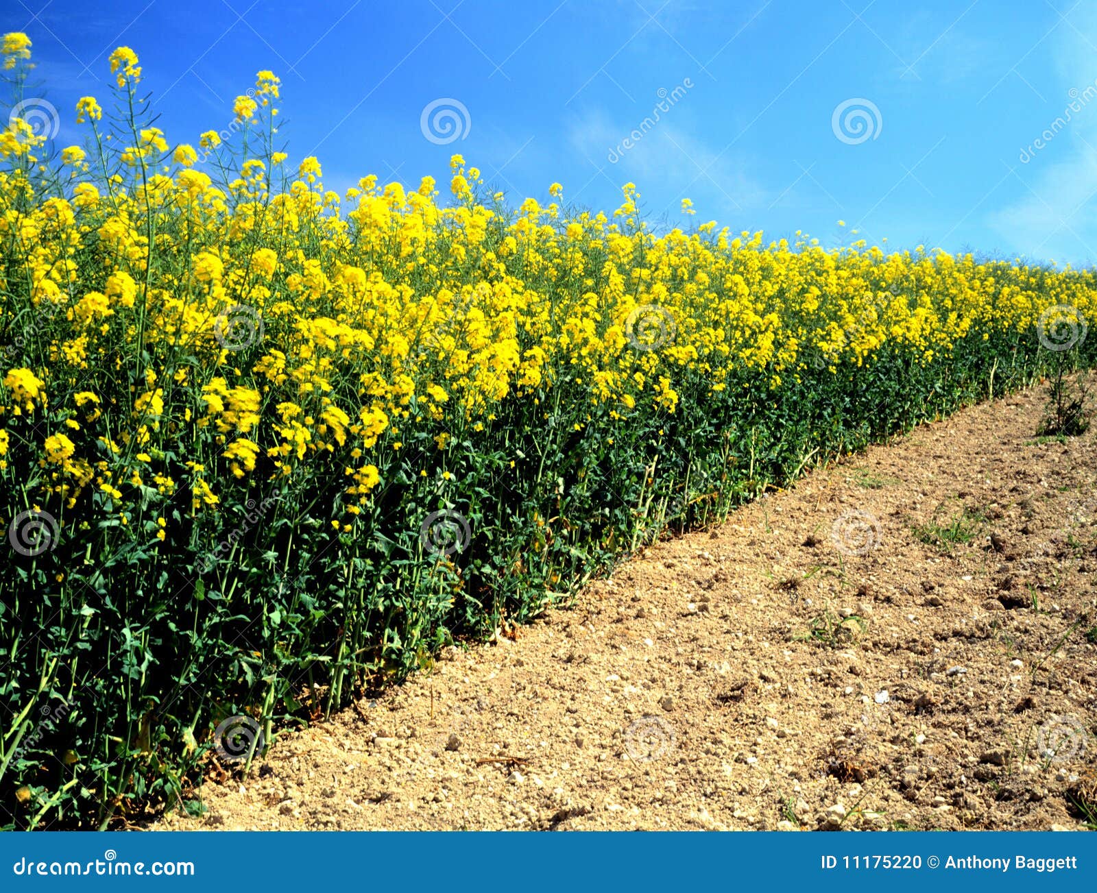 Oilseed (canola) stock photo. Image of nature, seed, blossom 11175220