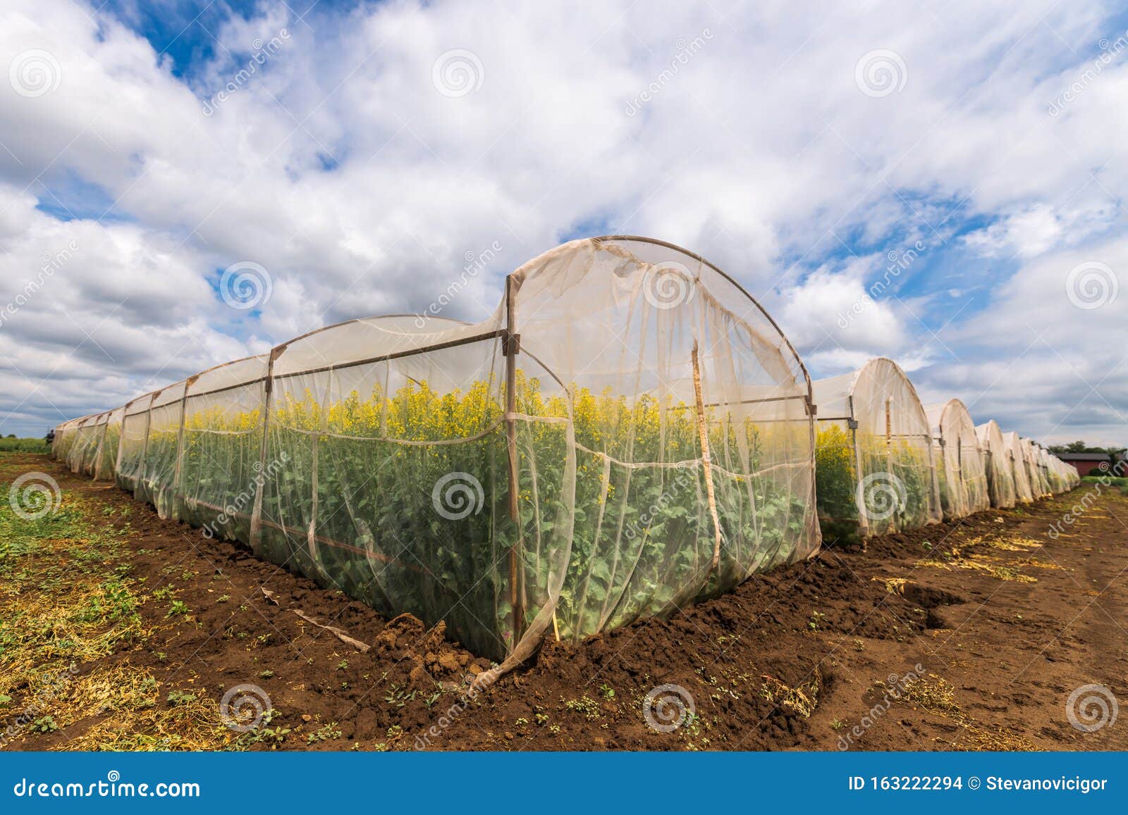 protective mesh netting