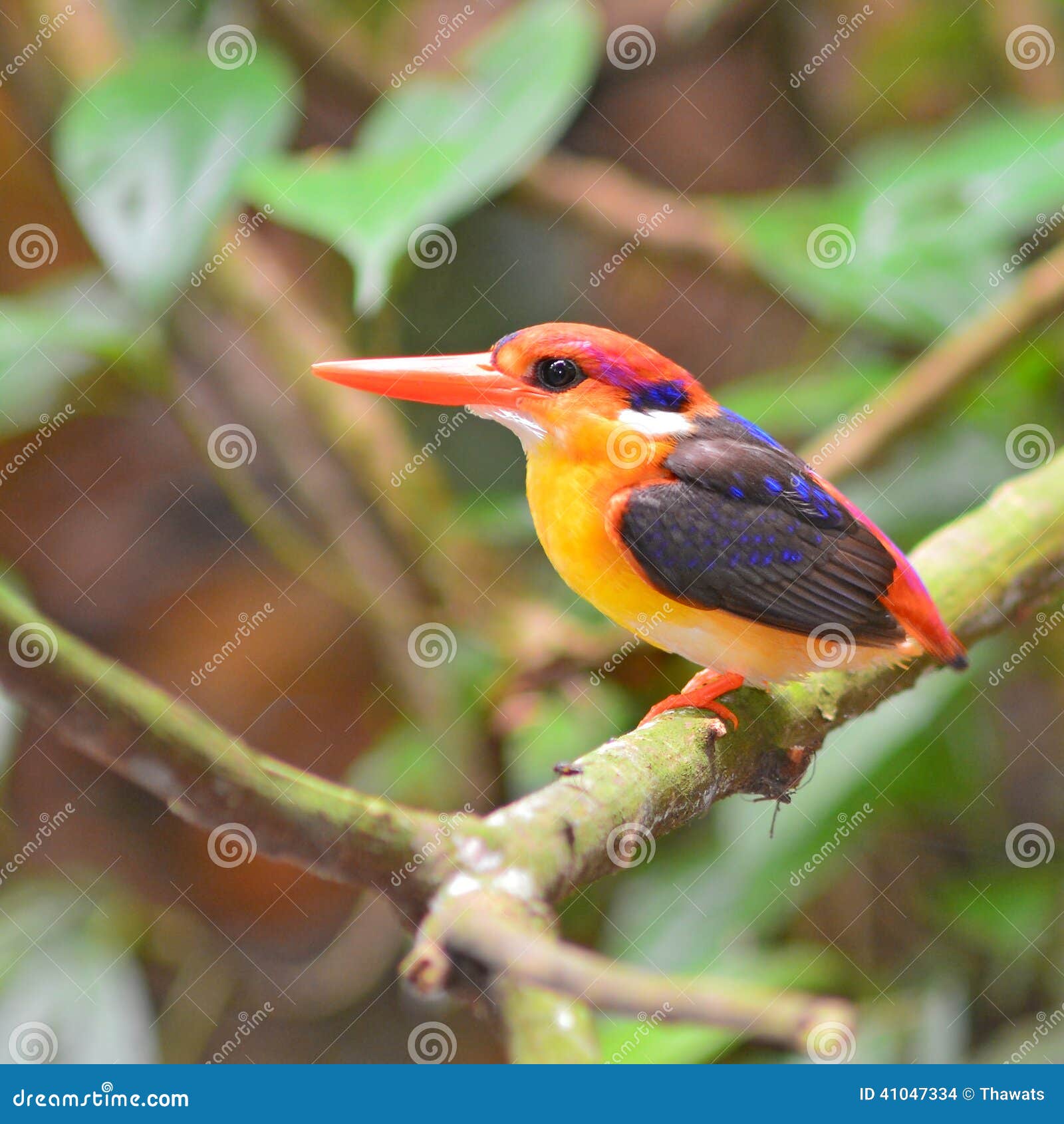 Oiseau à Dos Noir De Martin Pêcheur Photo Stock Image Du