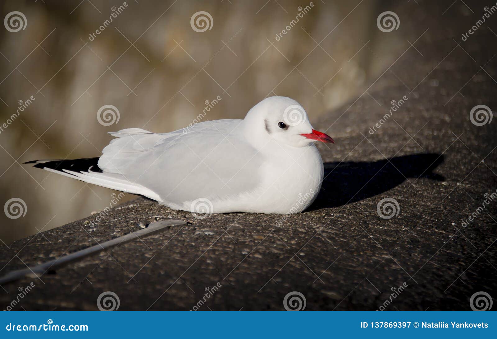 Oiseau Blanc Avec Un Bec Rouge Et Une Queue Noire Se