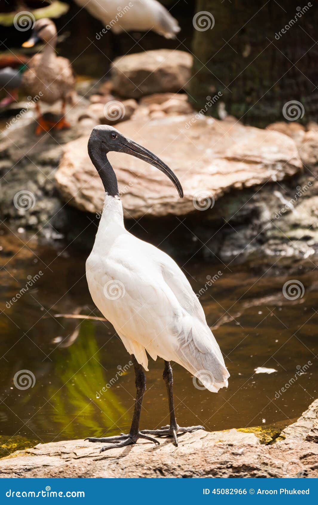 Oiseau Blanc Chef Noir Australien Ibis Photo Stock Image