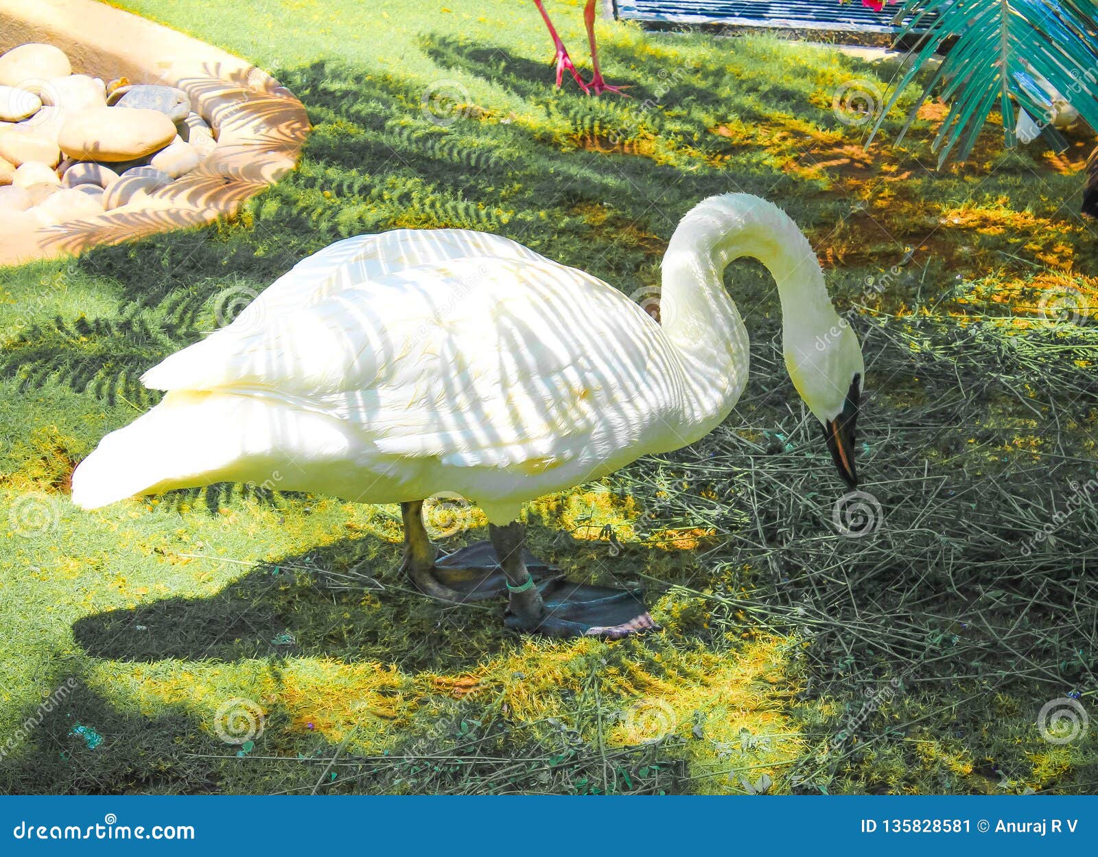 Oiseau Blanc De Cygne Avec Des Bebes Sur Un Parc Image Stock Image Du Pets Studio Oiseau Blanc De Cygne Avec Des Bebes Sur Un Parc Image Stock Image Du Pets Studio