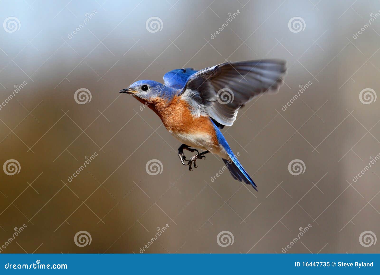 Oiseau Bleu En Vol Image Stock Image Du Forêt Songbird