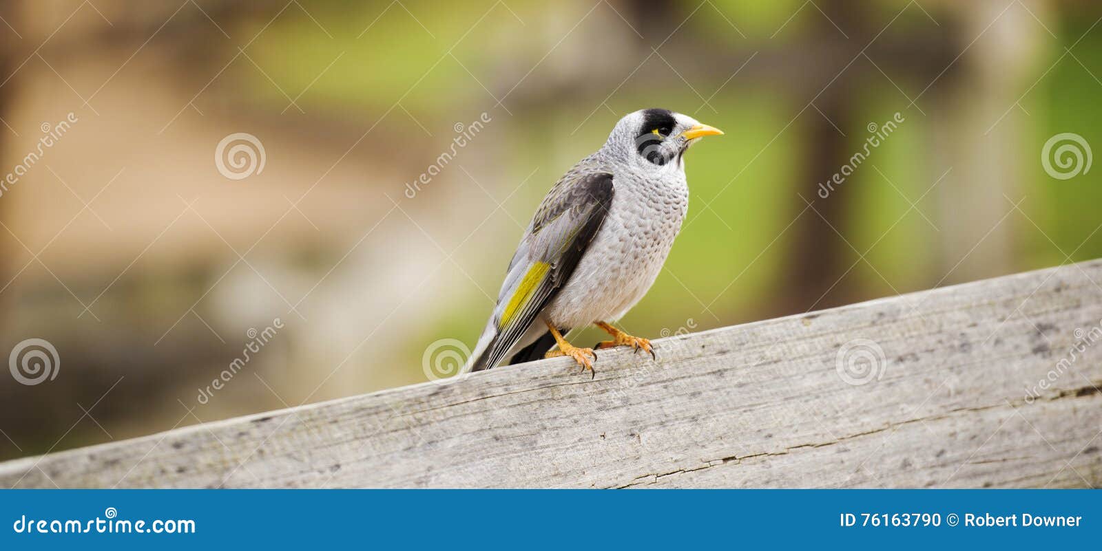 Oiseau Bruyant De Mineur Par Lui Même Photo Stock Image Du
