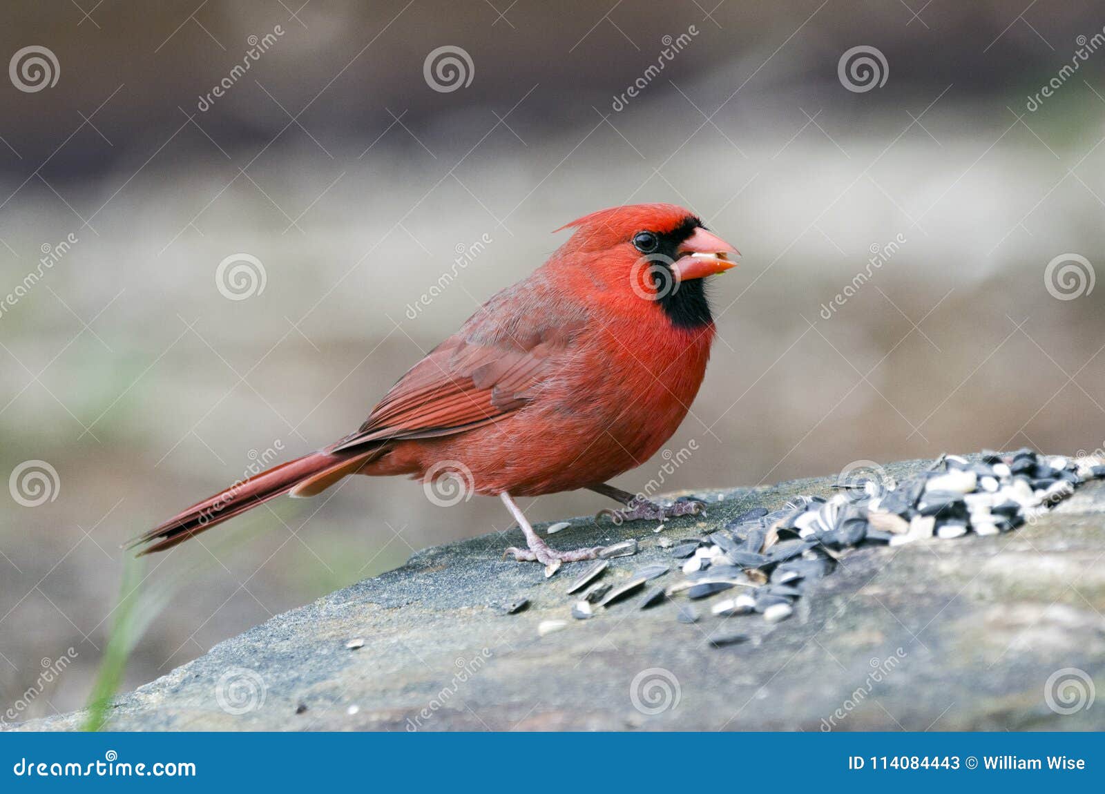 Oiseau Cardinal Du Nord Masculin Rouge Mangeant La Graine