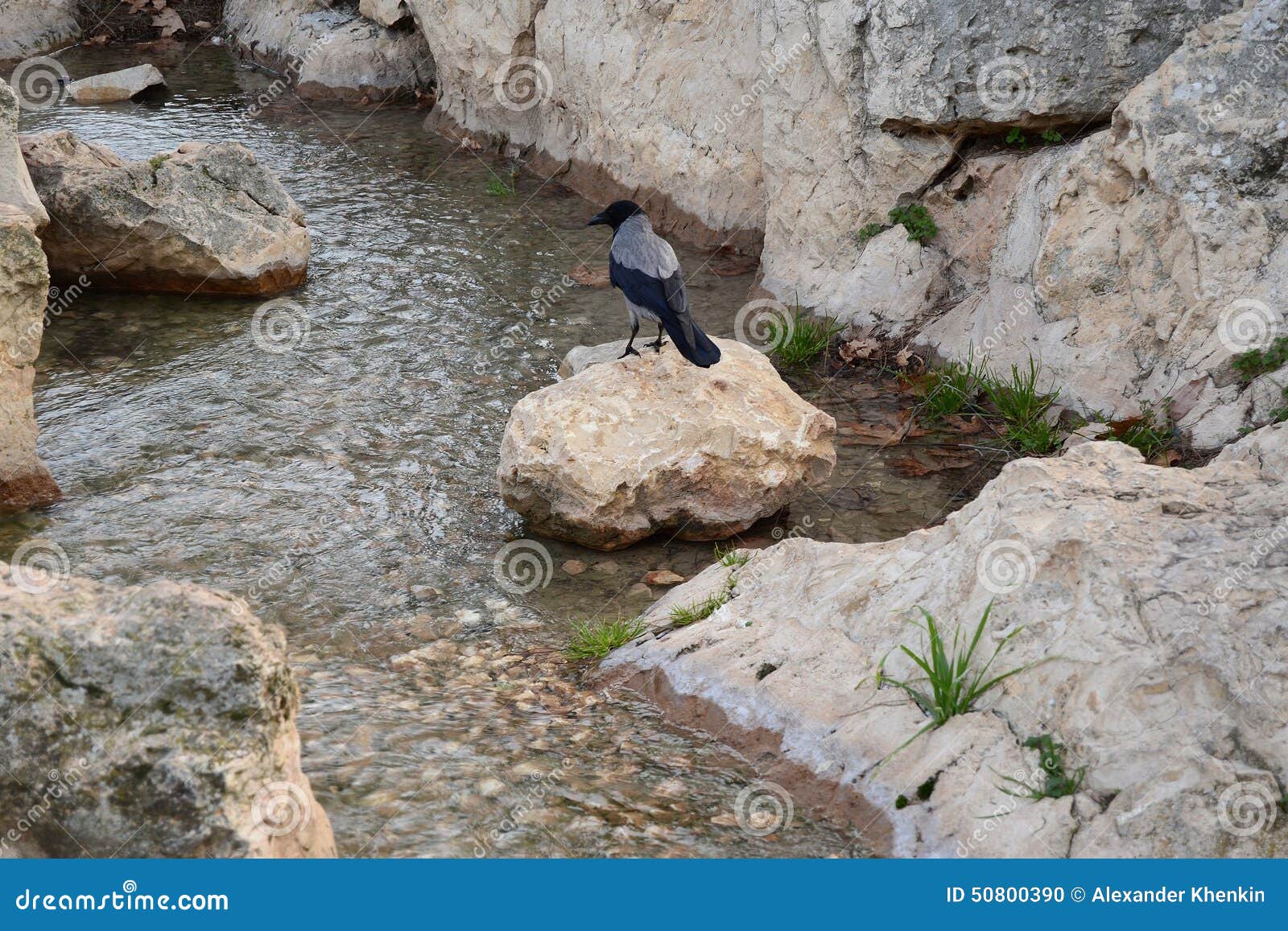Oiseau chez the Creek photo stock. Image du pelouse, artificiel 50800390