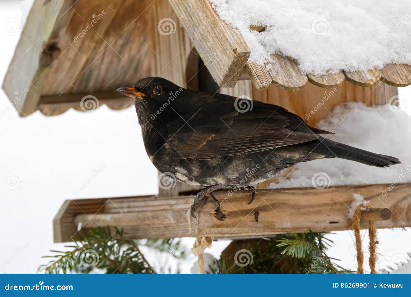 Oiseau Commun De Merle De Mâle Dans Le Noir Avec Le Feath De
