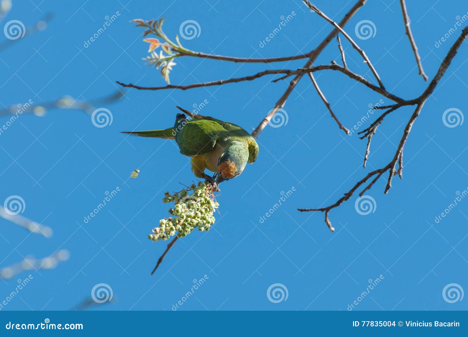 Oiseau d'Aratinga s'accrochant à une branche pour manger quelques fleurs Plumes jaunes et vertes, bel oiseau