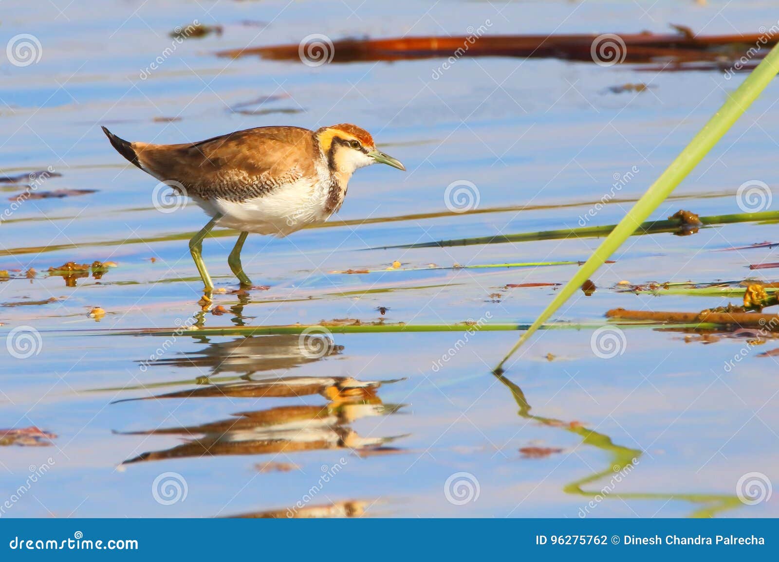 Oiseau Deau Photo Stock Image Du Blanc Tête Raie 96275762