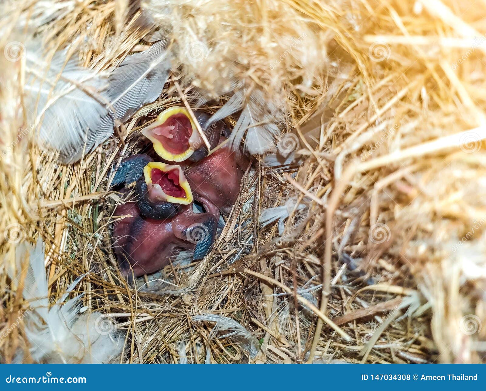 Oiseau De Bebe Qui Attendent La Nourriture Dans Le Nid Le Pauvre Jeune Oiseau Et Ont Faim Photo Stock Image Du Nourriture Rouge Oiseau De Bebe Qui Attendent La Nourriture Dans Le Nid Le Pauvre Jeune Oiseau Et Ont Faim Photo Stock Image Du Nourriture Rouge