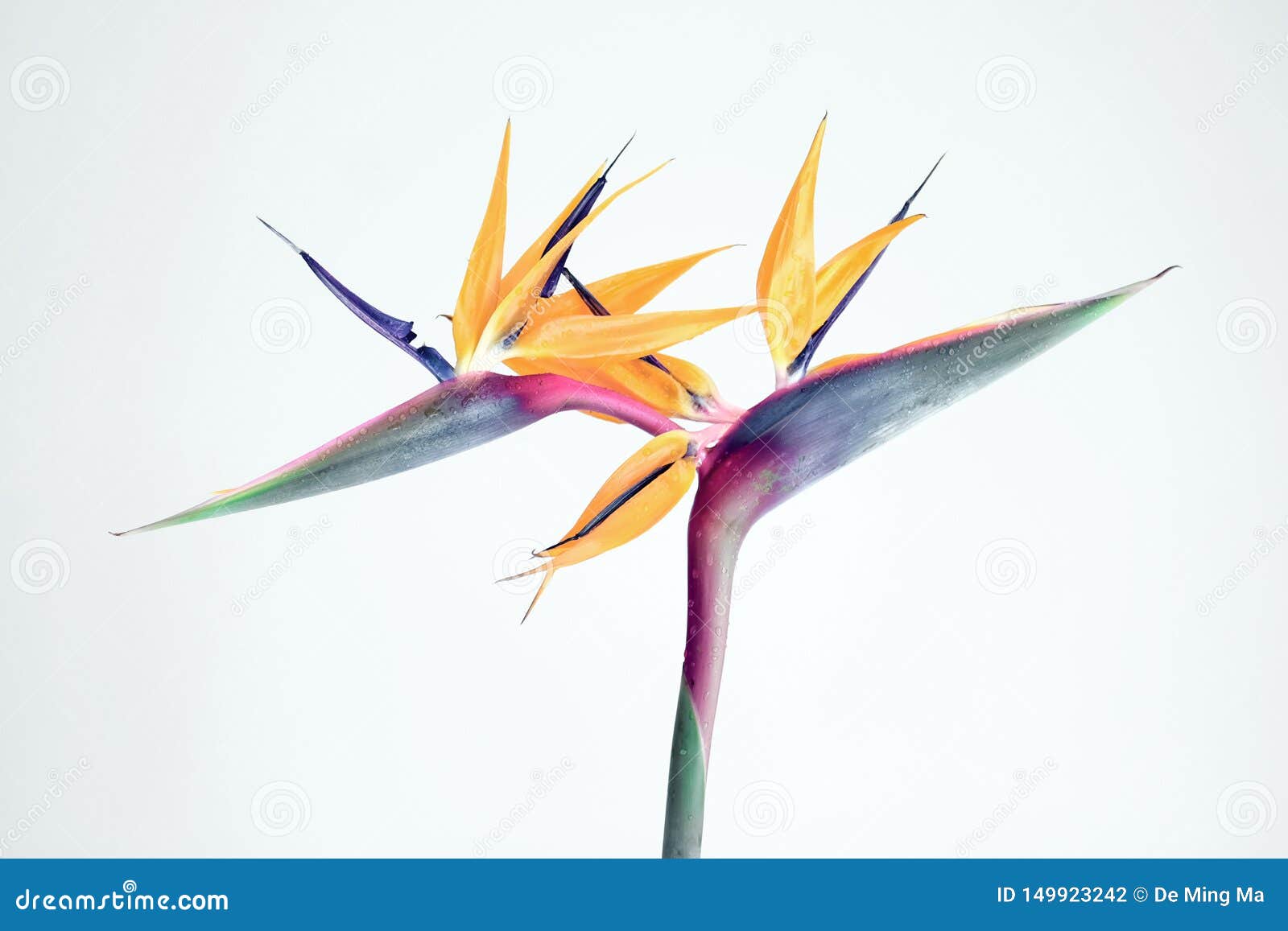 Oiseau De Charme De Fleur De Paradis Dans Le Jardin Photo