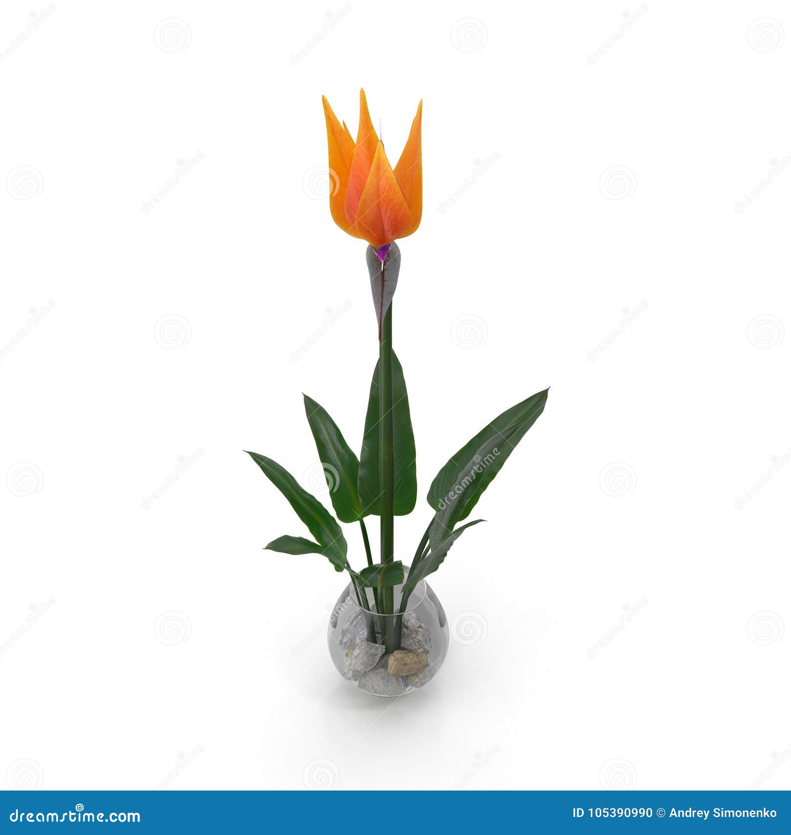 Oiseau De Fleur De Paradis Dans Le Vase En Verre Sur Un