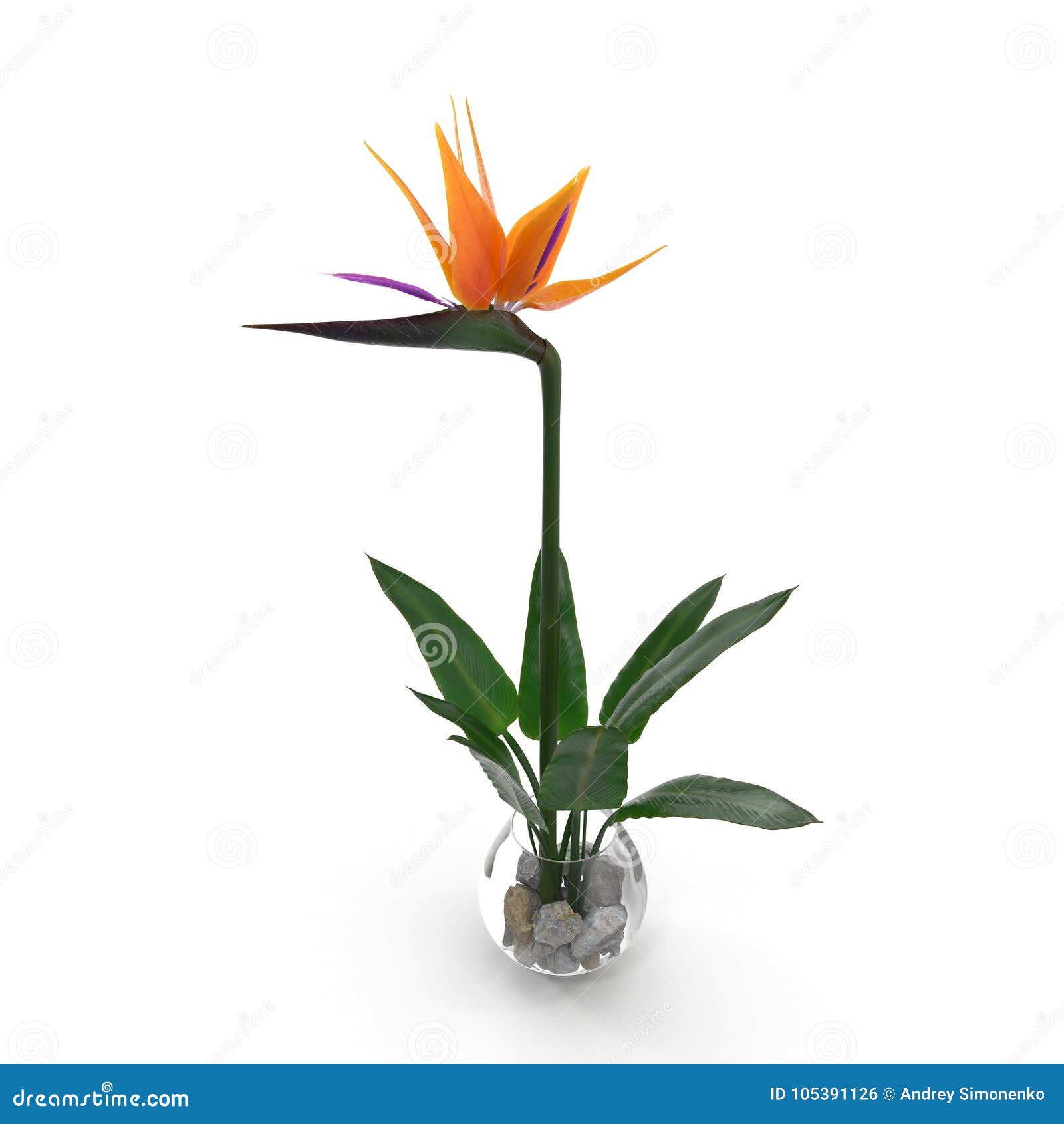 Oiseau De Fleur De Paradis Dans Le Vase En Verre Sur Un