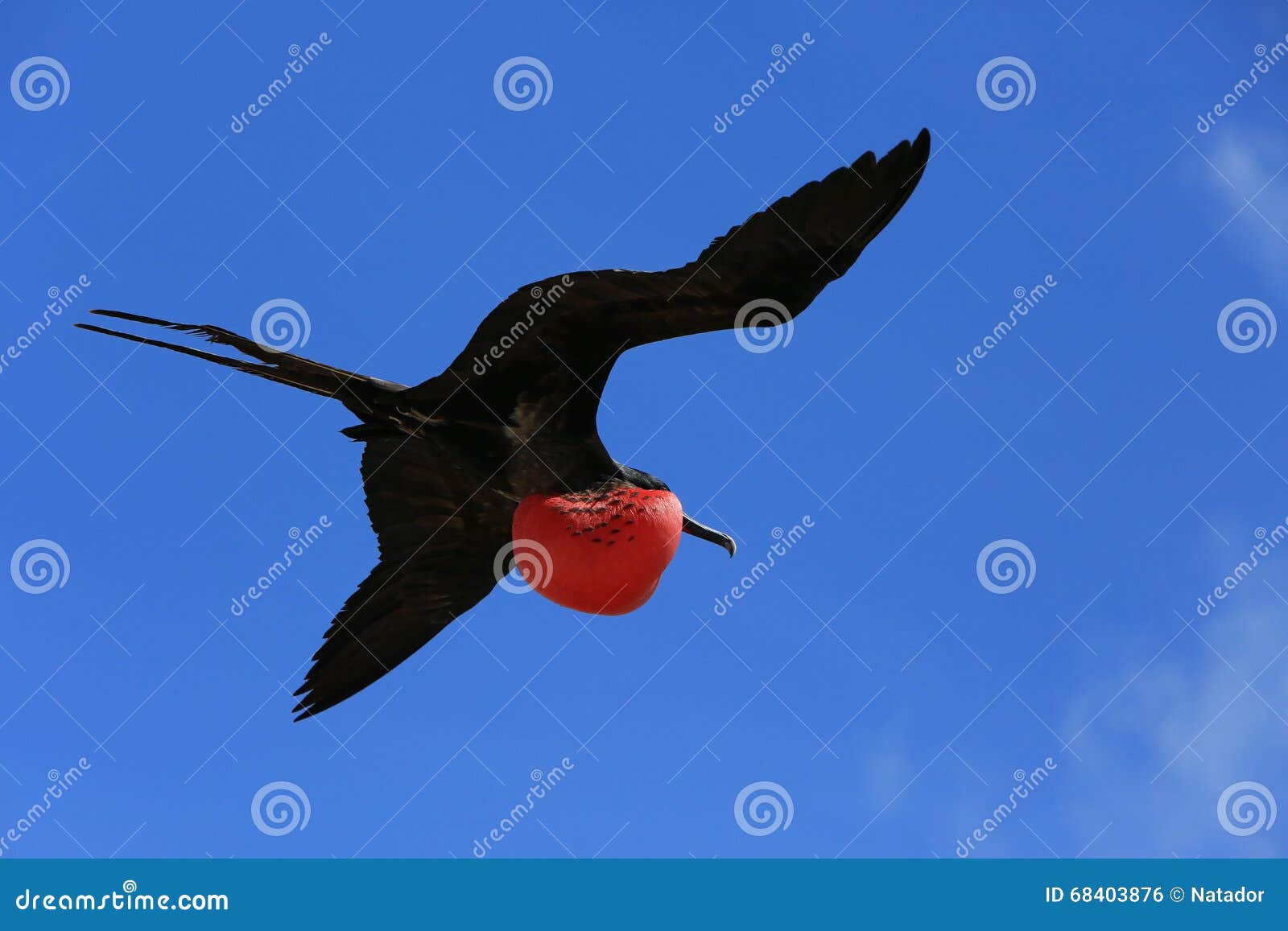 Oiseau De Frégate Masculin De Vol Pendant La Saison D