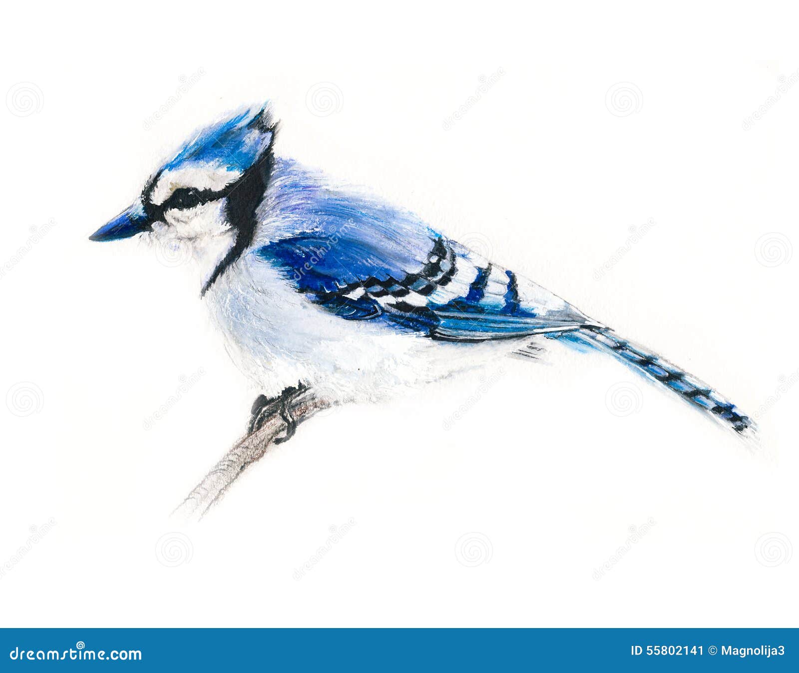 Oiseau De Geai Bleu Sur Une Branche Illustration Stock