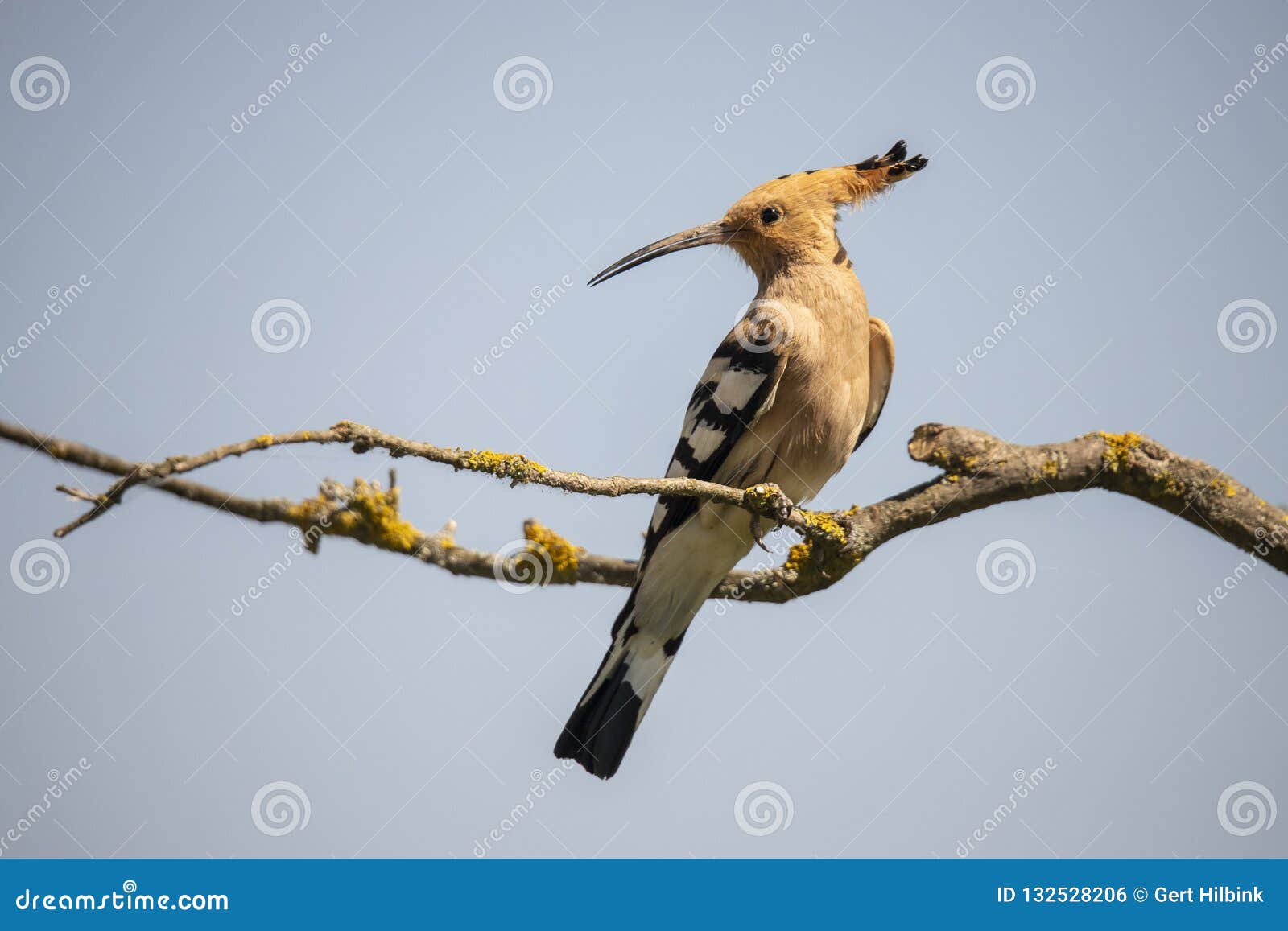 Oiseau De Huppe Upupa Hoopoo Houblon Photo Stock Image