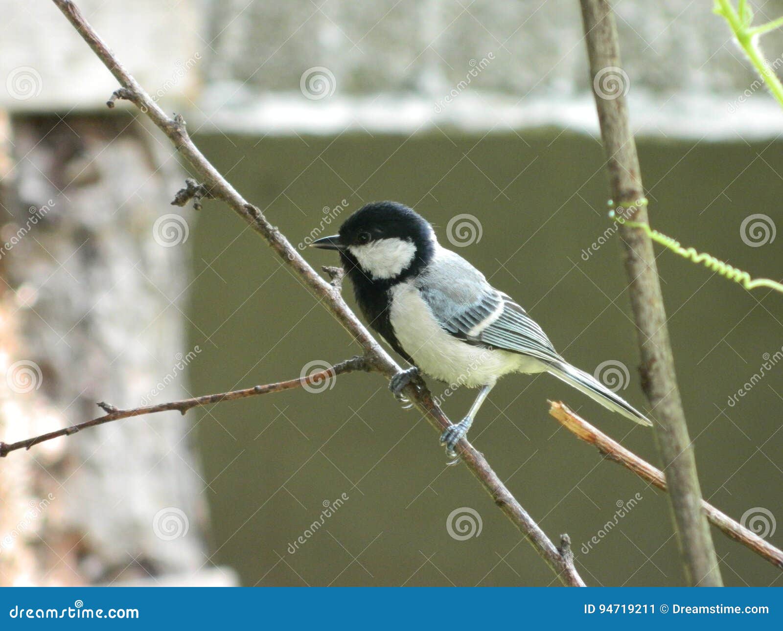 Oiseau de moineau. Ceux-ci type d'oiseau très petit dans la taille