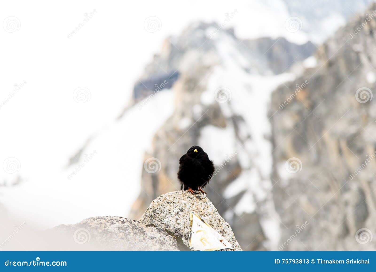 Oiseau De Noir De Mont Blanc Image Stock Image Du Crêtes