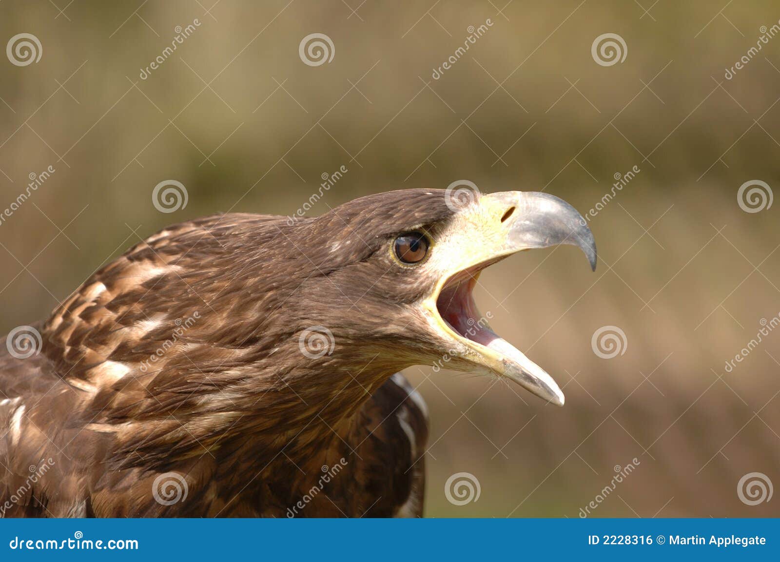 Oiseau De Proie Photo Stock Image Du Liberté Brun
