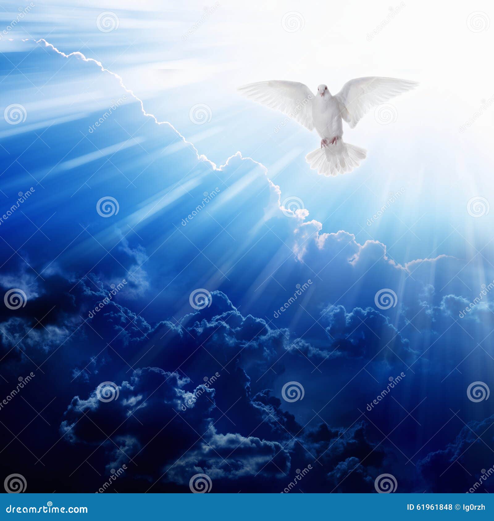 Oiseau de SaintEsprit photo stock. Image du pigeon, bleu 61961848