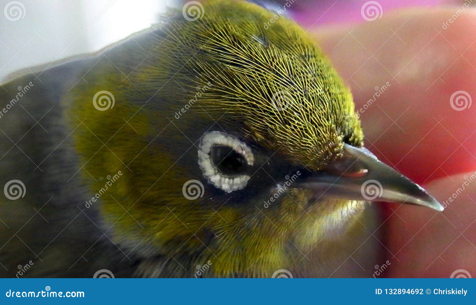 Oiseau De Silvereye Photo Stock Image Du Vert Tête 132894692