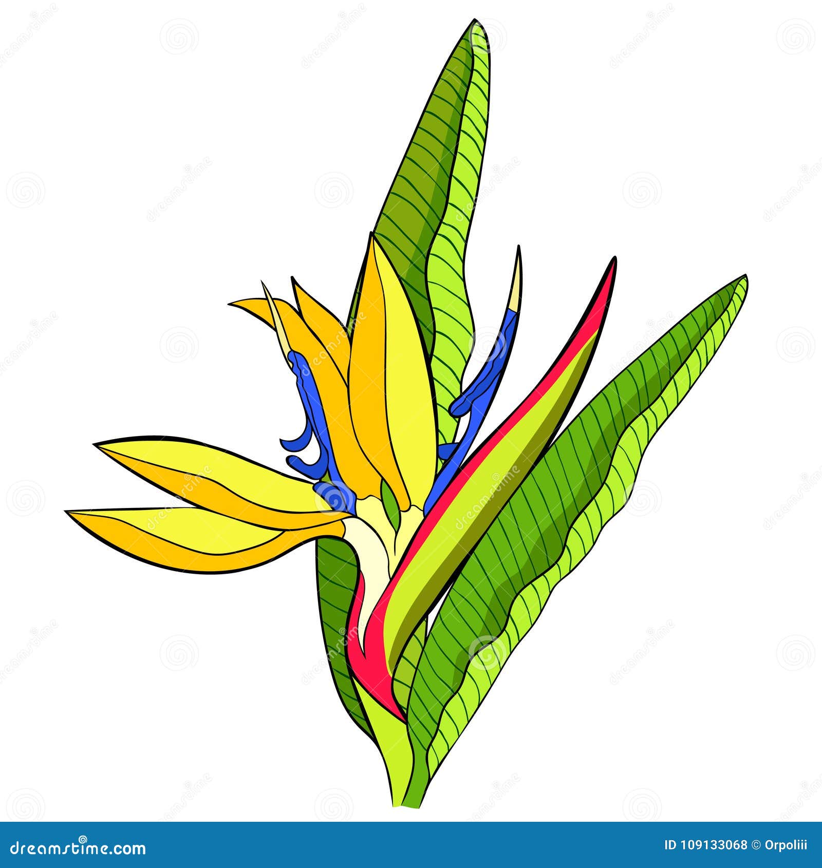 Oiseau De Strelitzia De Fleur De Paradis Illustration De