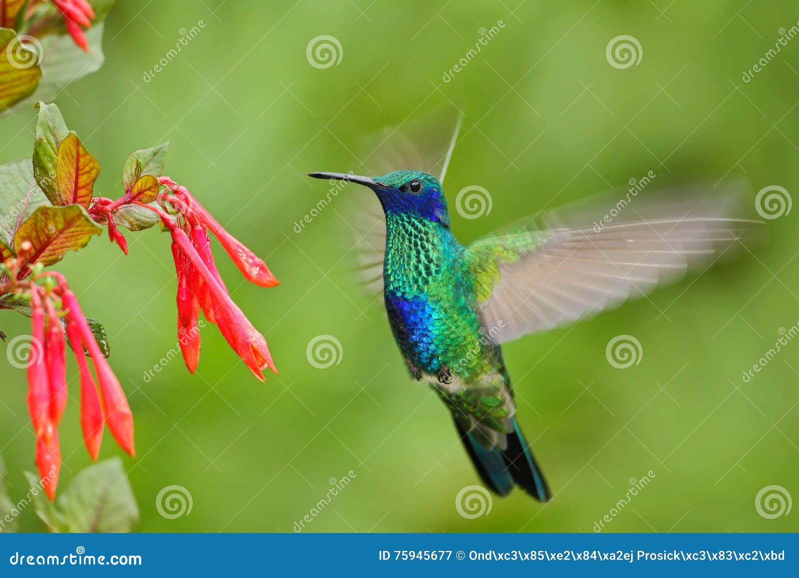 Oiseau De Vol Oiseau Avec La Fleur Rouge Oiseau Dans L
